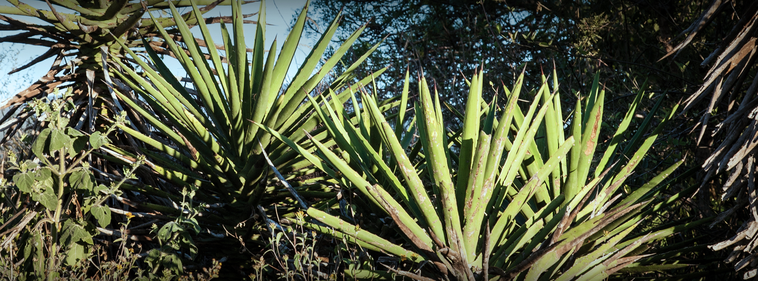 Maguey Cuishe