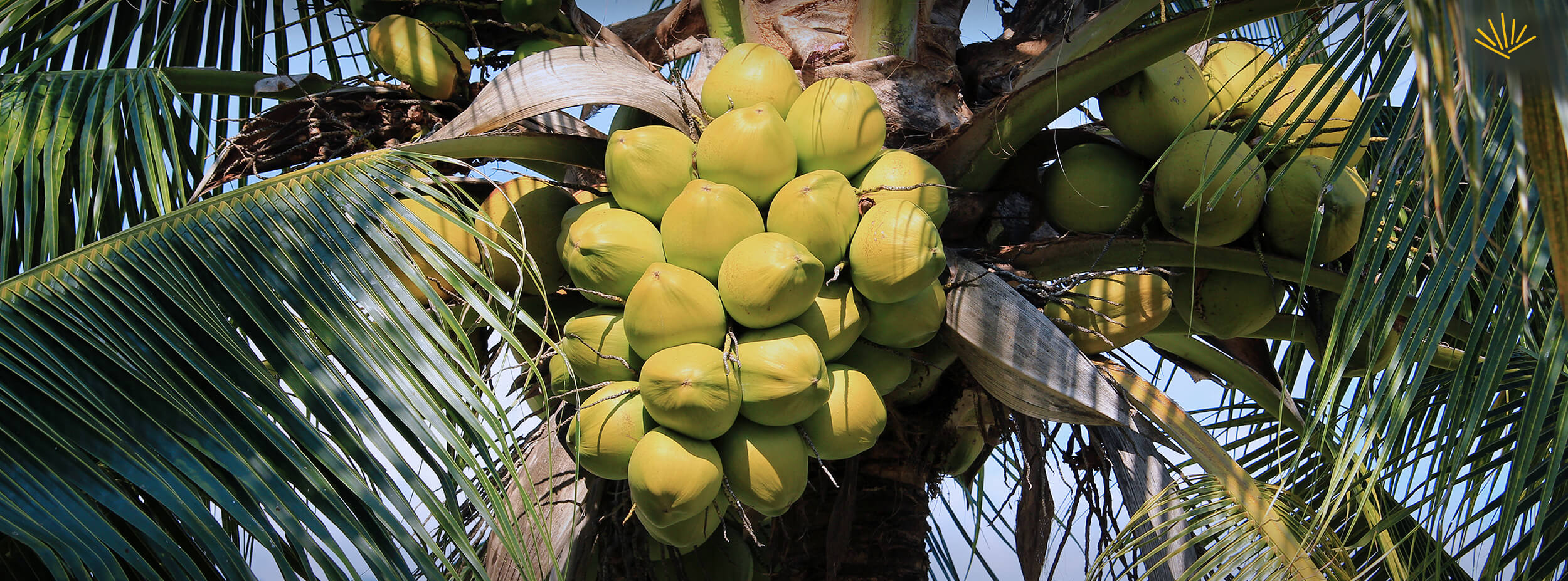 Vino de cocos y el origen del mezcal